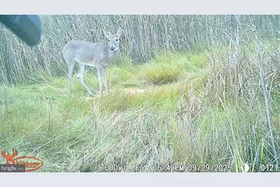 2703 Toddville Road, Toddville, MD 21672 - Photo 3
