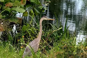 2707 Marsh Elder Dr, Cambridge, MD 21613 - Photo 43