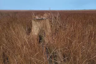 3241 Robbins Rd, Crapo, MD 21626 - Photo 11