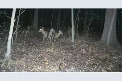 Sika, Whitetail & Turkey Church Creek Rd, Cambridge, MD 21613 - Photo 33