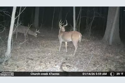 Sika, Whitetail & Turkey Church Creek Rd, Cambridge, MD 21613 - Photo 3