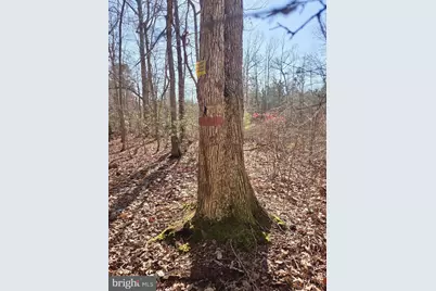 Sika, Whitetail & Turkey Church Creek Rd, Cambridge, MD 21613 - Photo 15