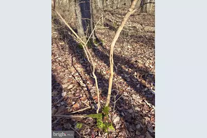 Sika, Whitetail & Turkey Church Creek Rd, Cambridge, MD 21613 - Photo 17