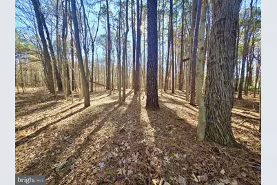 Sika, Whitetail & Turkey Church Creek Rd, Cambridge, MD 21613 - Photo 19