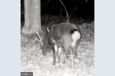 Sika, Whitetail & Turkey Church Creek Rd, Cambridge, MD 21613 - Photo 11