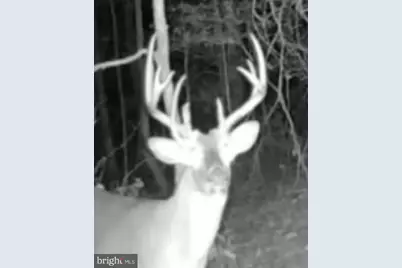 Sika, Whitetail & Turkey Church Creek Rd, Cambridge, MD 21613 - Photo 7