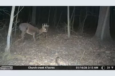 Sika, Whitetail & Turkey Church Creek Rd, Cambridge, MD 21613 - Photo 5