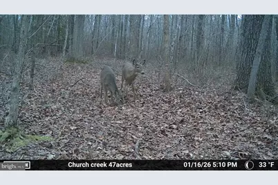 Sika, Whitetail & Turkey Church Creek Rd, Cambridge, MD 21613 - Photo 31