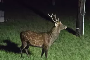 1511 Crocheron Rd, Toddville, MD 21672 - Photo 27