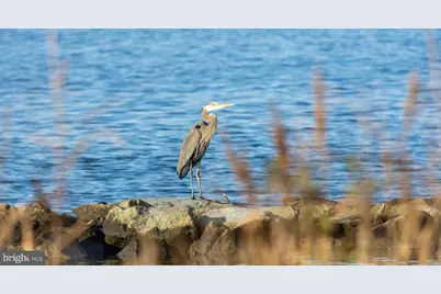 5 Willis Street, Cambridge, MD 21613 - Photo 41