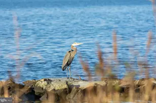 5 Willis St, Cambridge, MD 21613 - Photo 41