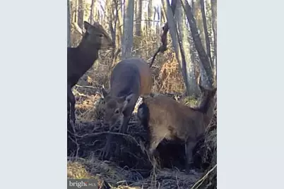 0 Galestown Road, Rhodesdale, MD 21659 - Photo 23