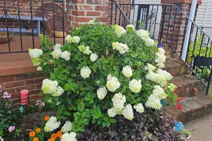 1511 Charles St, Fredericksburg, VA 22401 - Photo 33