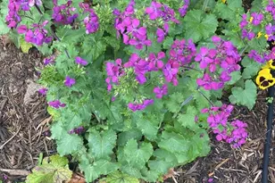 1511 Charles St, Fredericksburg, VA 22401 - Photo 37