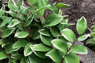 1511 Charles St, Fredericksburg, VA 22401 - Photo 39