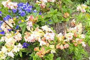 1511 Charles St, Fredericksburg, VA 22401 - Photo 31