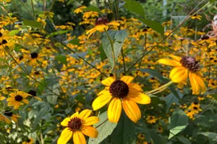 1021 Albert Rennolds Dr, Fredericksburg, VA 22401 - Photo 81