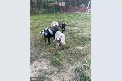 100 Wolfs Lane, Fort Valley, VA 22652 - Photo 43