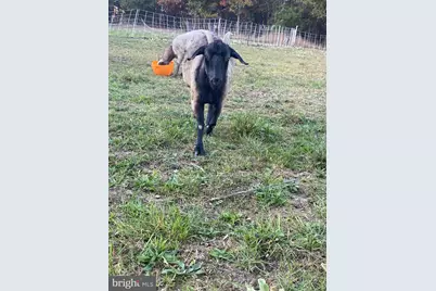 100 Wolfs Lane, Fort Valley, VA 22652 - Photo 37