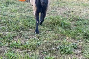 100 Wolfs Ln, Fort Valley, VA 22652 - Photo 37