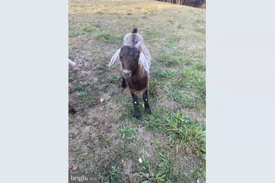 100 Wolfs Lane, Fort Valley, VA 22652 - Photo 39