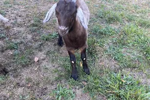 100 Wolfs Ln, Fort Valley, VA 22652 - Photo 39