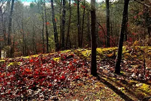 King St, Basye, VA 22810 - Photo 1