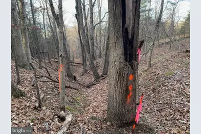 0 Supinlick Ridge Road, Mount Jackson, VA 22842 - Photo 13