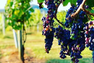 2110 Quicksburg Rd, Quicksburg, VA 22847 - Photo 3