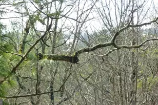 51 Forrest St, Basye, VA 22810 - Photo 5