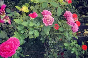 29674 Old Valley Pike, Strasburg, VA 22657 - Photo 45