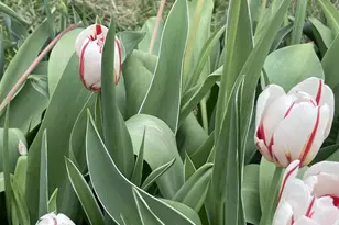 29674 Old Valley Pike, Strasburg, VA 22657 - Photo 41