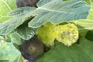 29674 Old Valley Pike, Strasburg, VA 22657 - Photo 43