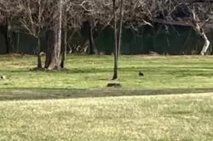 79 Sunset Ct, Edinburg, VA 22824 - Photo 39