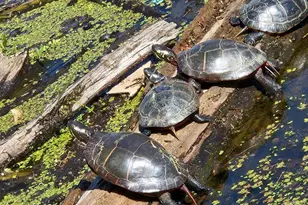 135 Lora Dr, Woodstock, VA 22664 - Photo 1