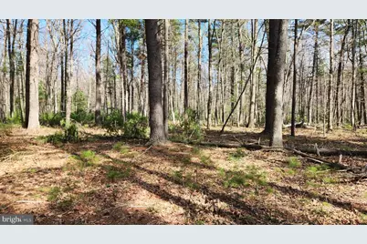 1605 Paddys Run Road, Star Tannery, VA 22654 - Photo 7