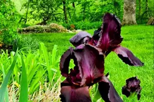 74 Manor Dr, Edinburg, VA 22824 - Photo 71