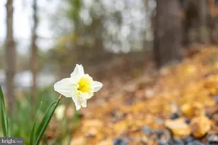 1034 Greenview, Basye, VA 22810 - Photo 23