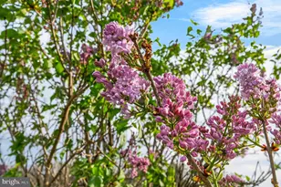 363 Davis Ln, New Market, VA 22844 - Photo 19