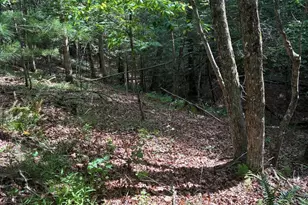 1499 Buggy Ridge Rd, Mount Jackson, VA 22842 - Photo 37