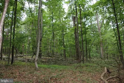 Habron Hollow Road, Fort Valley, VA 22652 - Photo 9
