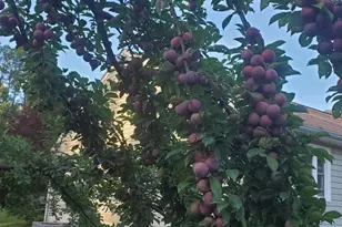 312 Timber Trail, Spotsylvania, VA 22551 - Photo 47