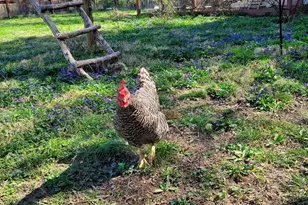 312 Timber Trail, Spotsylvania, VA 22551 - Photo 21