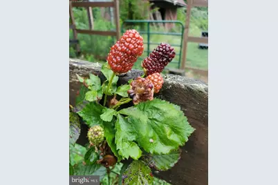 312 Timber Trail, Spotsylvania, VA 22551 - Photo 11