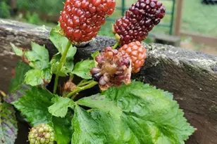 312 Timber Trail, Spotsylvania, VA 22551 - Photo 11