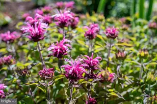 11004 Sheridan Dr, Spotsylvania, VA 22551 - Photo 127