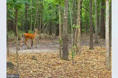 45 Saint Marys Lane, Stafford, VA 22556 - Photo 49