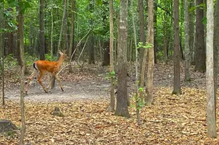 45 St Marys Ln, Stafford, VA 22556 - Photo 49