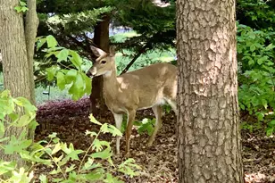 223 Bosun Cove, Stafford, VA 22554 - Photo 53