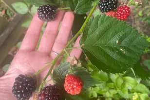 128 Theresa Dr, Stafford, VA 22554 - Photo 55